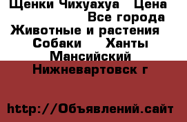 Щенки Чихуахуа › Цена ­ 12000-15000 - Все города Животные и растения » Собаки   . Ханты-Мансийский,Нижневартовск г.